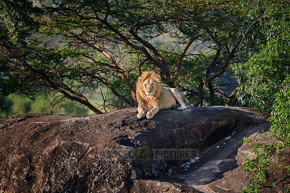 huge male lion on a kopje