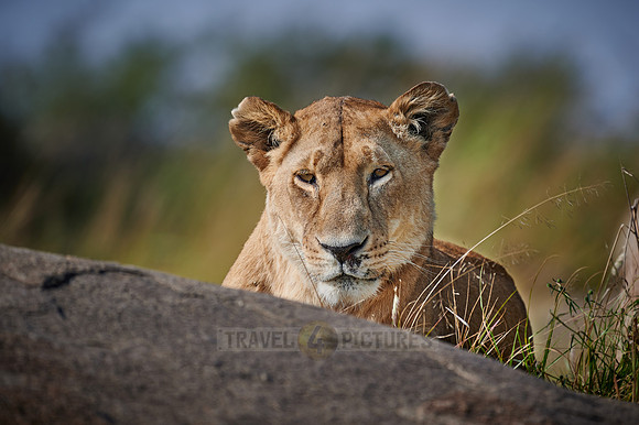 Portrait of a lioness