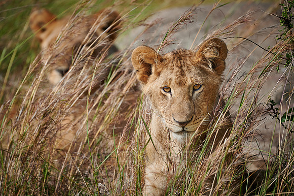 young lion, Panthera leo