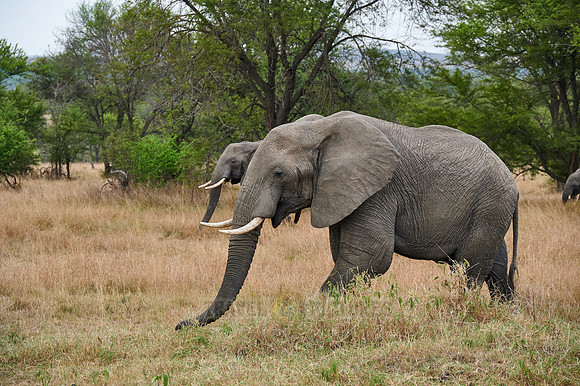 herd of African elephant