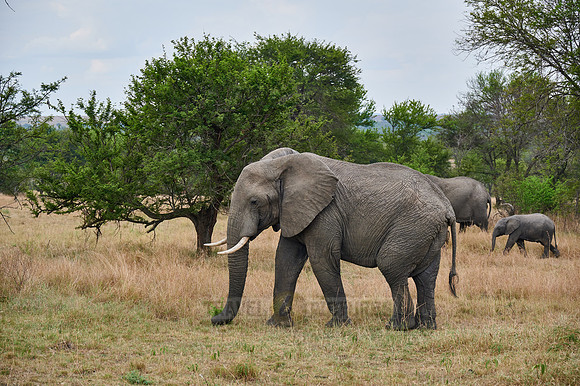 herd of African elephant