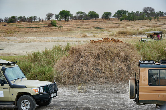 group of lion cubs surrounded by safari vehicles