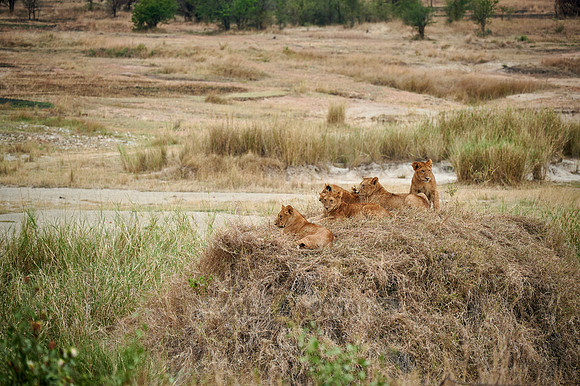 group of lion cubs on a small hill