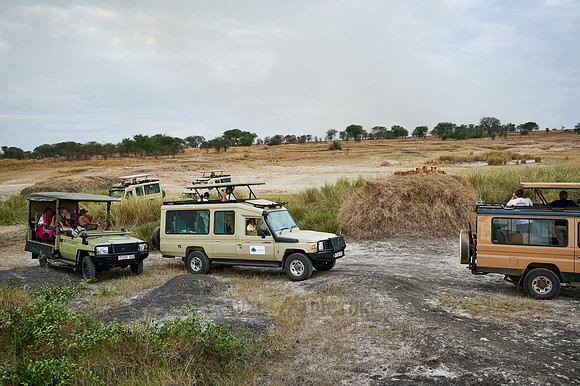 group of lion cubs surrounded by safari vehicles