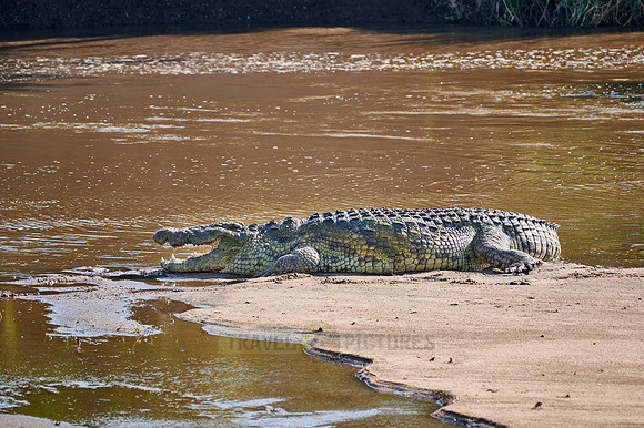 huge Nile crocodile on river bank of Mara river