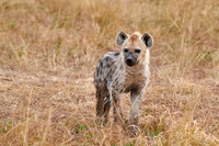 Spotted hyena puppys at den