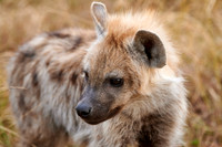 Spotted hyena puppys at den