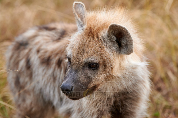 Spotted hyena puppys at den