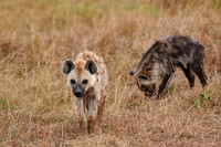 Spotted hyena puppys at den