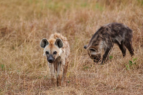 Spotted hyena puppys at den