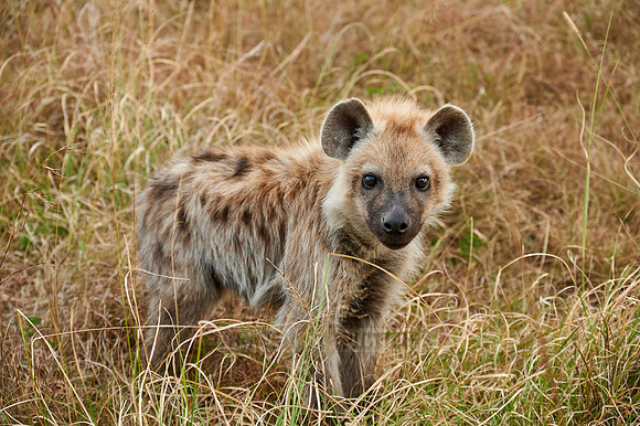 Spotted hyena puppys at den