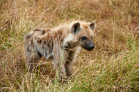 Spotted hyena puppys at den