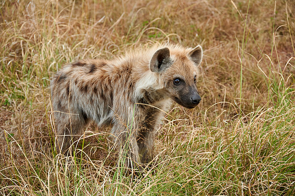 Spotted hyena puppys at den