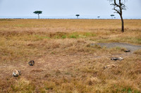 Spotted hyena puppys at den