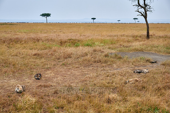 Spotted hyena puppys at den