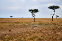 Spotted hyena puppys at den