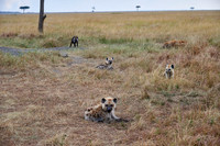 Spotted hyena puppys at den