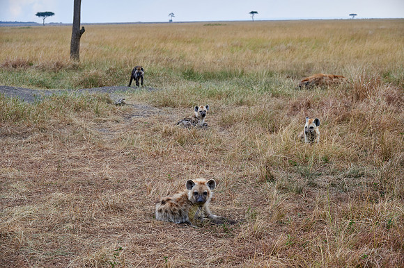 Spotted hyena puppys at den