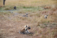 Spotted hyena puppys at den