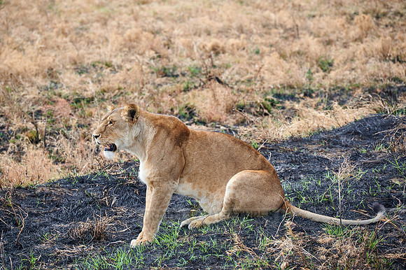 lioness, Panthera leo