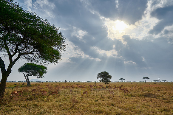 herd of impalas in front of a cloudy sky with sun rays