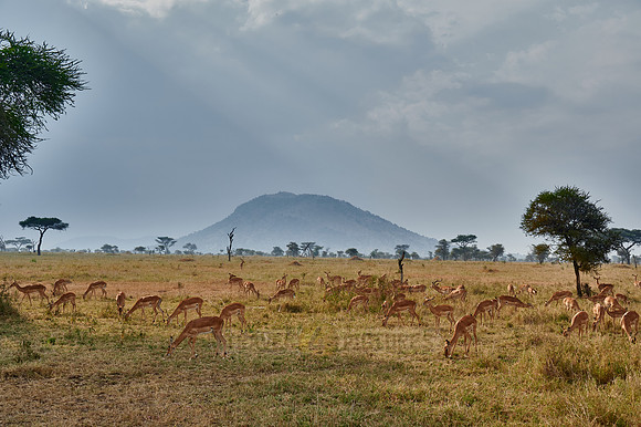 herd of impalas in front of a cloudy sky with sun rays