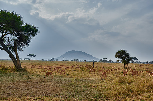 herd of impalas in front of a cloudy sky with sun rays
