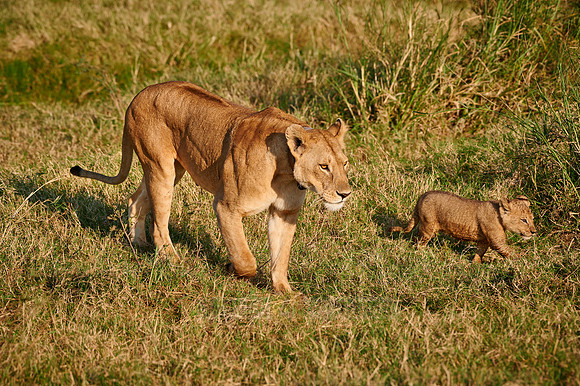 lioness with cub, Panthera leo