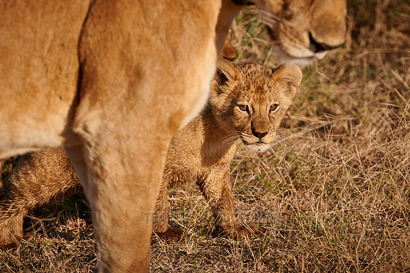 lion cub, Panthera leo