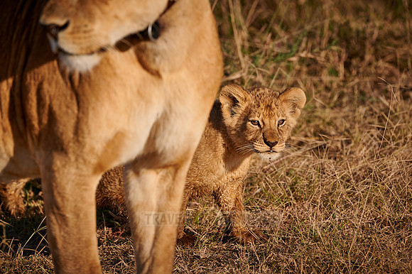 lion cub, Panthera leo