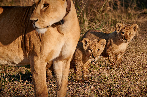 two lion cubs, Panthera leo