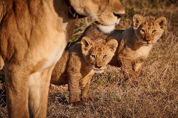 two lion cubs, Panthera leo