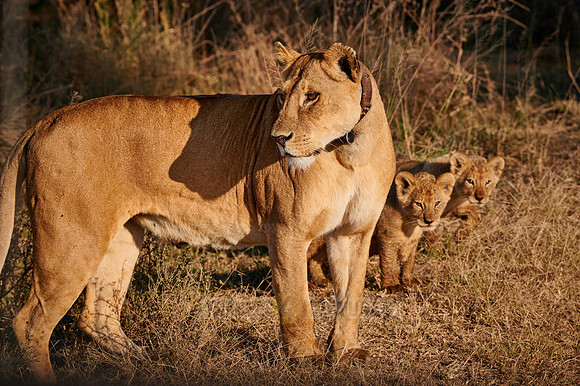lioness with cubs, Panthera leo