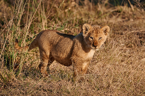 lion cub, Panthera leo