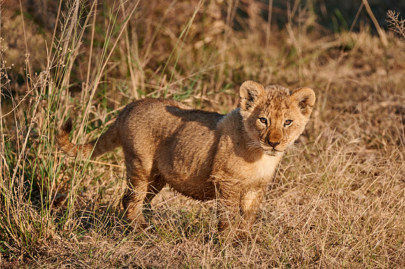 lion cub, Panthera leo