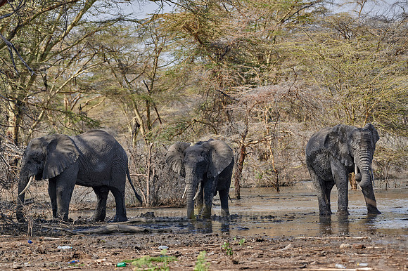 three African bush elephants