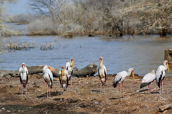 yellow-billed stork (Mycteria ibis)