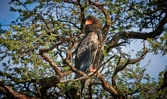 Bateleur eagle