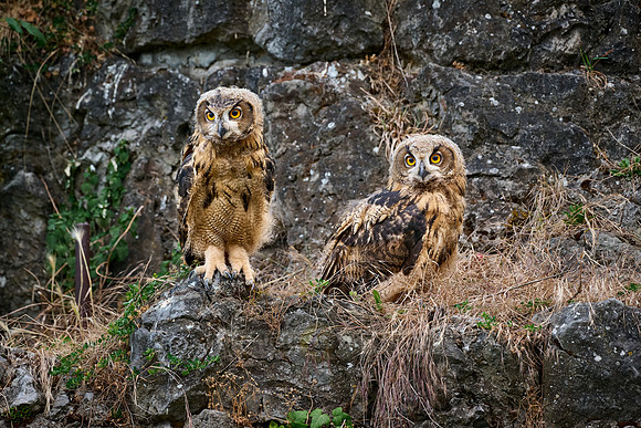 Eurasian eagle-owl (Bubo bubo), two youngster on a rock