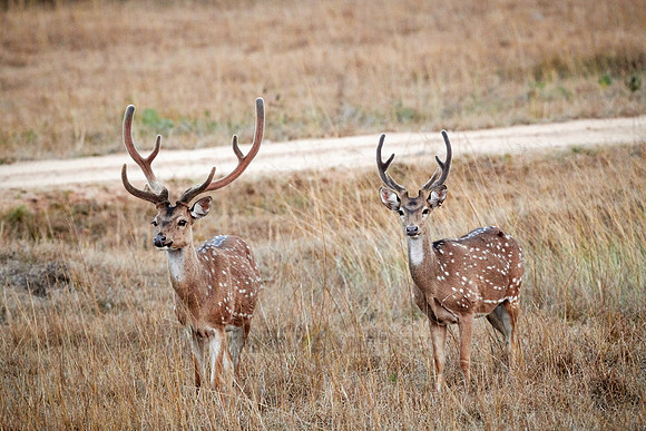 two spotted deer or axis deer, Axis axis