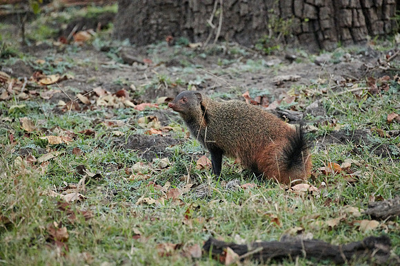 Stripe-necked mongoose, Herpestes vitticollis