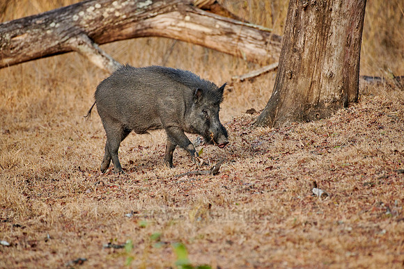 Indian boar, also known as the Andamanese pig or Moupin pig