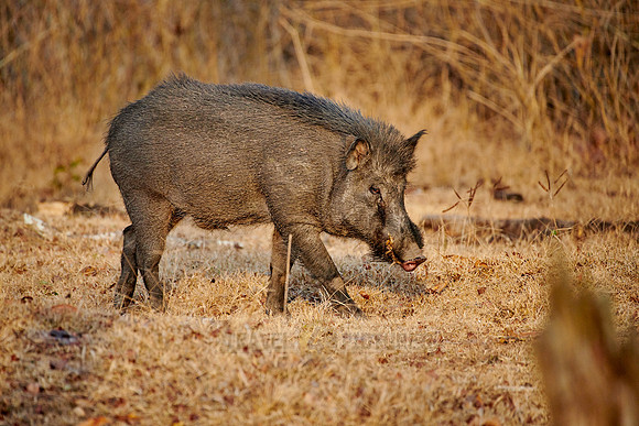Indian boar, also known as the Andamanese pig or Moupin pig