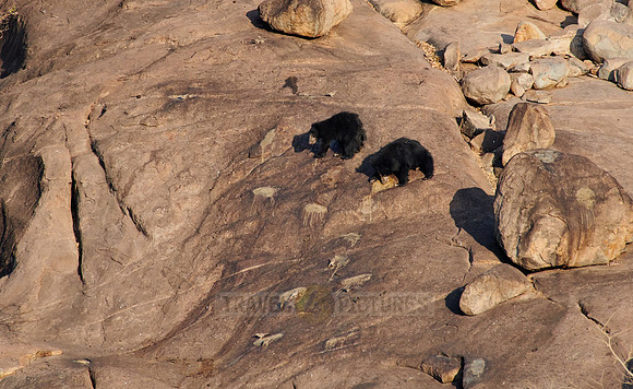 distance pic of Sloth bear, Melursus ursinus