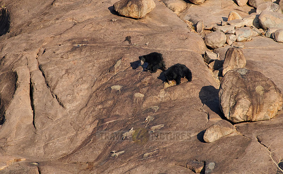 distance pic of Sloth bear, Melursus ursinus