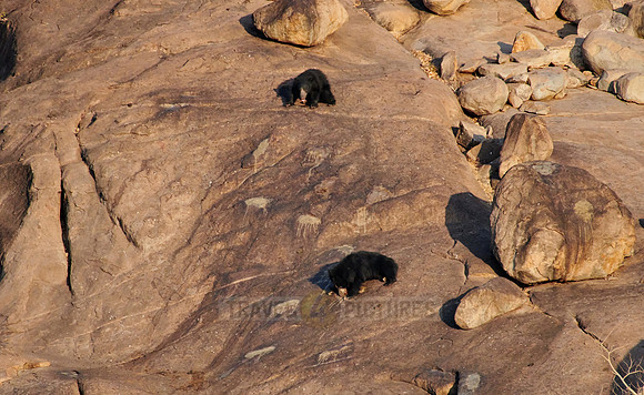 distance pic of Sloth bear, Melursus ursinus
