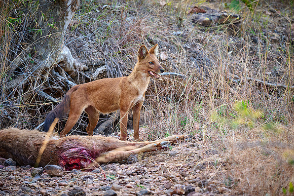 dhole (Cuon alpinus) or indian wild dog on kill