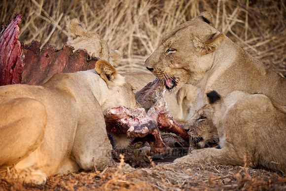 pride of lioness (Panthera leo) at buffalo kill