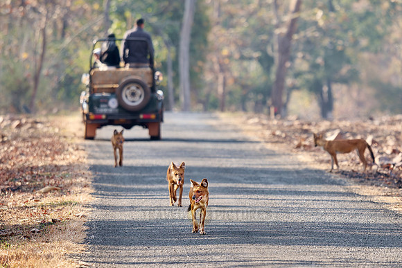pack of dhole (Cuon alpinus) or indian wild dog