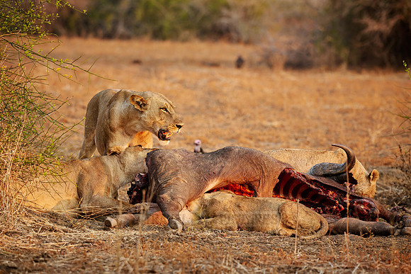 pride of lioness (Panthera leo) at buffalo kill
